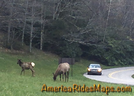 US 19 - Elk at Soco Gap
