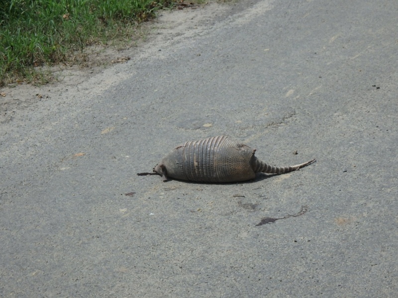 Dead Armadillo