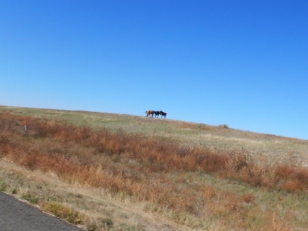 Horses on the Hill