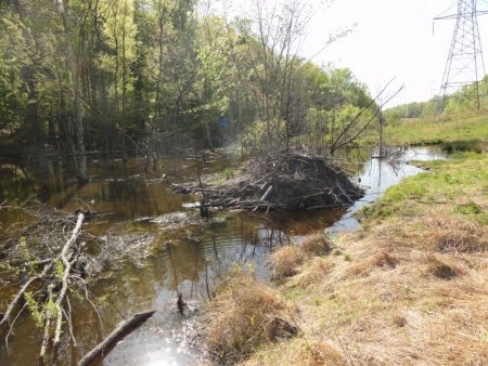 Beaver House